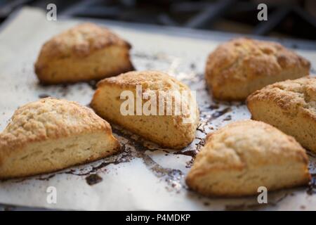 Scones auf Backpapier frisch aus dem Ofen Stockfoto