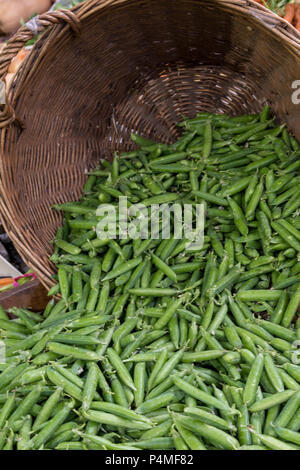 Frische Erbsen in Hülsen abgeholt. Stockfoto