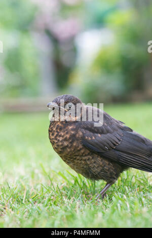 Juvenile Amsel auf einem Garten Rasen. Großbritannien Stockfoto