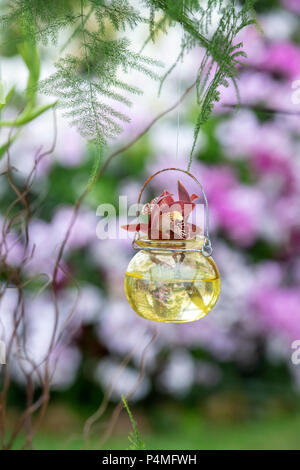 Kleine Orchidee in einem hängenden Glas Topf eine Blume zeigen. Großbritannien Stockfoto