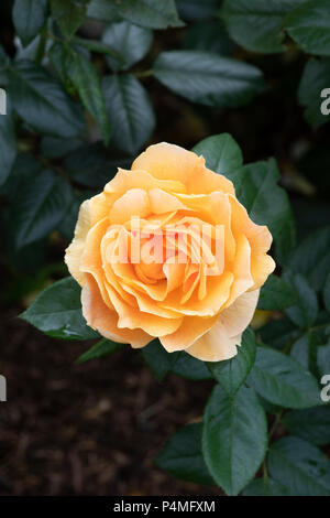 Rosa Easy Going/Harflow. Floribunda rose 'Easy Going' Stockfoto