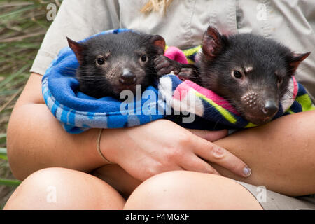 Zwei Tasmanische Teufel Babys von einem Ranger in den Zoo abgewickelt. Stockfoto