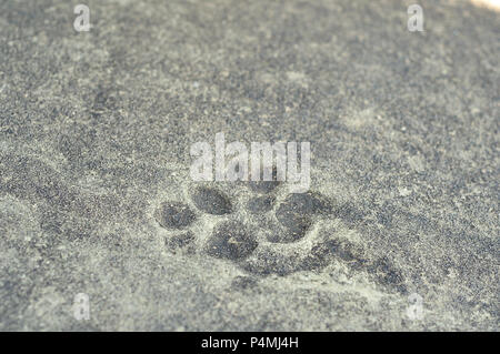 Ein Dinosaurier Foot Print in einem Felsen auf einer Farm in Südafrika Stockfoto