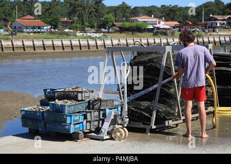 Oyster Kultur im Dorf Piraillan, Bassin d'Arcachon, Gironde, Frankreich Stockfoto