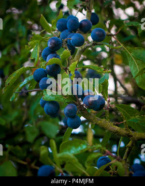 Schlehe, die Frucht der Schlehdorn Strauch oft wie eine Hecke, die schlehe Berry verwendet wird Sloe Gin gefunden Stockfoto