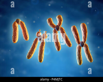 Klassifizierung der Chromosomen, auf die Position des Zentromers basiert. 3D-Darstellung. Stockfoto