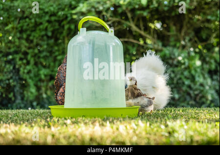 Süße junge, vor kurzem geschlüpfte Freirange Küken mit einer der erwachsenen Silkie Mütter von einem Wassertrinker gesehen, an einem heißen Sommertag in einem privaten l gezeigt Stockfoto