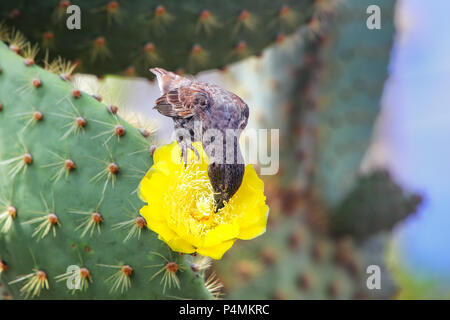 Gemeinsame cactus Finch (Geospiza scandens) essen Cactus flower auf Santa Cruz Insel auf Galapagos National Park, Ecuador. Stockfoto