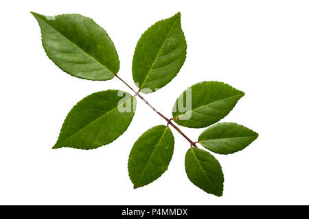 Grüne Blätter von Rose auf weißem Hintergrund. Stockfoto