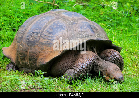 Galapagos Riesenschildkröte (Geochelone Elephantopus) auf der Insel Santa Cruz in Galapagos Nationalpark in Ecuador. Es ist die größte lebende Art der torto Stockfoto