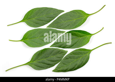 Grünes Blatt isolierten auf weißen Hintergrund. Stockfoto