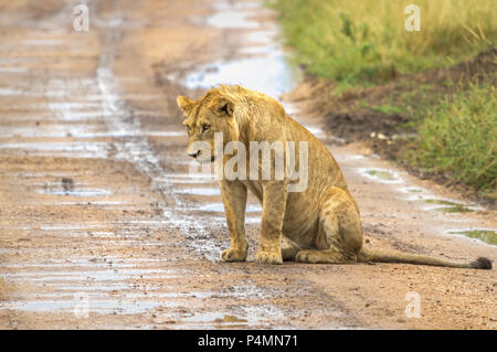 Junger männlicher Löwe (Panthera leo) sitzen auf der Straße nach einem Regen Sturm in der Serengeti. Stockfoto