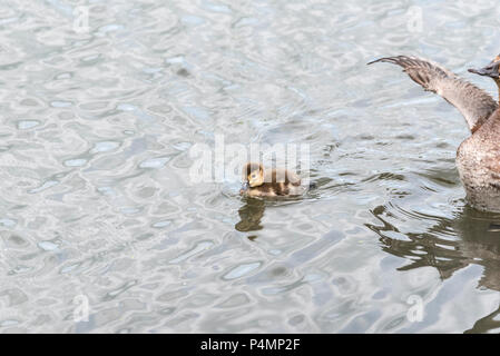 (Pochard Aythya ferina) Küken schwimmen Stockfoto