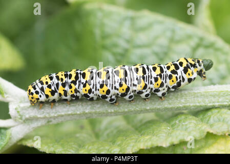 Königskerze Motte (Cucullia verbasci) Caterpillar Stockfoto