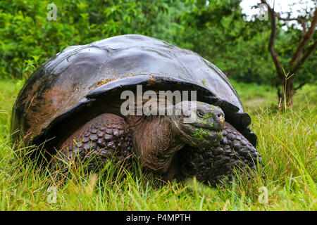 Galapagos Riesenschildkröte (Geochelone Elephantopus) auf der Insel Santa Cruz in Galapagos Nationalpark in Ecuador. Es ist die größte lebende Art der torto Stockfoto