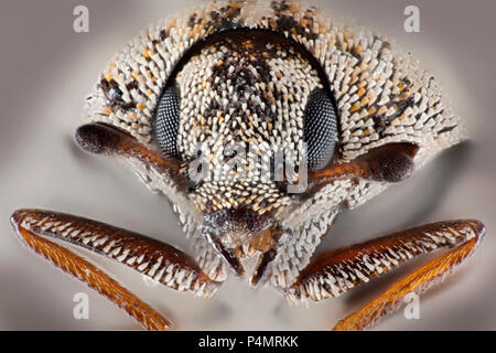 Abwechslungsreiche Teppich Käfer (Anthrenus verbasci) Makro portrait Stockfoto