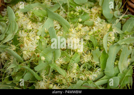 Frische Tilia Blumen als Hintergrund. In der Nähe von Linden Blumen in einem Korb. Tilia blumen Heilpflanze, für Kräutertees, gut bei Erkältungen, f Stockfoto