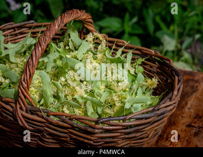 Frische Tilia Blumen in einem Korb im Garten. In der Nähe von Linden Blumen in einem Korb. Stockfoto