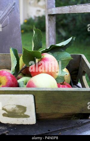 Frische Äpfel in einer Holzkiste auf einem Garten Stuhl Stockfoto