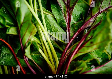 Junge rote Bete Blätter Stockfoto