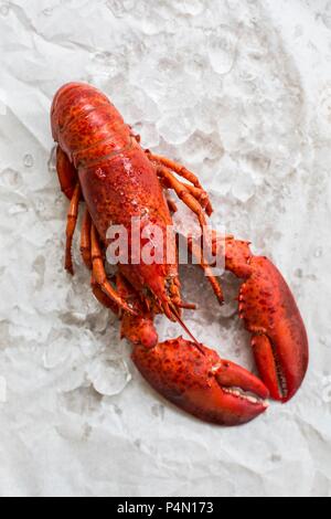 Gekochter Hummer Stockfoto