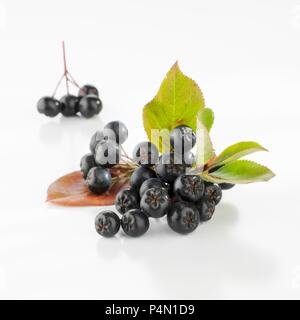 Frische Aronia Beeren mit Blättern Stockfoto