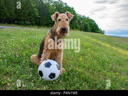 Airedale Terrier bereit, Fußball zu spielen Stockfoto