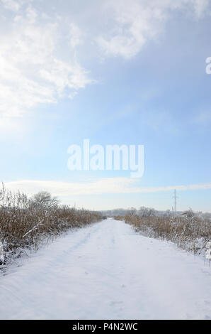 Schneebedeckten wilden Sumpf mit viel Gelb Schilf, mit einer Schicht von Schnee bedeckt. Winterlandschaft in Marschland. Stockfoto