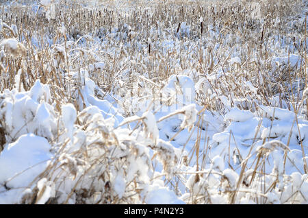 Nahaufnahme einer Menge gelb Schilf, mit einer Schicht von Schnee bedeckt. Das sumpfige Gelände im Winter. Stockfoto