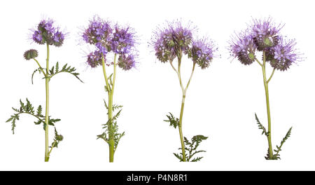 Satz von Phacelia Blumen auf weißem Hintergrund. Stockfoto