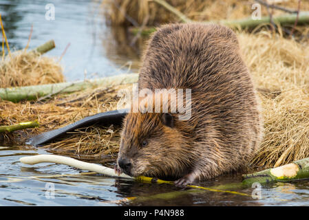 Ein großer Biber essen beliebt Filialen auf dem grasbewachsenen Ufer der Biber Teich Stockfoto