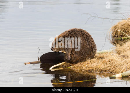 Ein großer Biber selbst pflegen auf dem grasbewachsenen Rand der Teich mit seinen schönen grossen Schwanz angezeigt Stockfoto