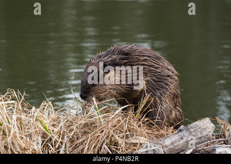 Ein jugendlicher Biber klettern auf der grünen Bank ihrer Beaver Dam Stockfoto