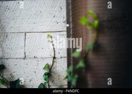 Weiße Wand mit grünen Reben wachsen oben Stockfoto