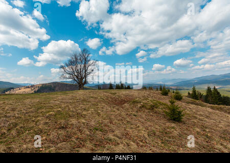 Große einsame blattlosen Baum im Frühling in den Bergen bei bewölktem Himmel. Alte Buche auf der Spitze des Hügels mit Wandern schmutzige Straße weg. Ukraine, Carpathia Stockfoto