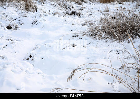 Schneebedeckten wilden Sumpf mit viel Gelb Schilf, mit einer Schicht von Schnee bedeckt. Winterlandschaft in Marschland. Stockfoto