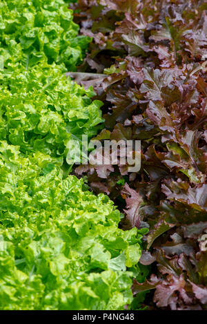 Close-up, Vollbild Bild des lebendigen Sommer grüne und rote Kopfsalat Pflanzen Stockfoto