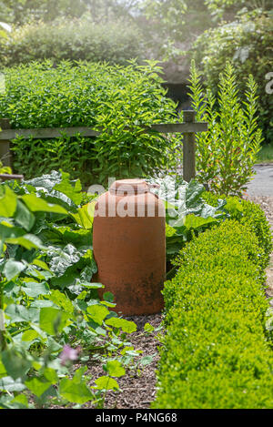 Nahaufnahme einer Terra Cotta Rhabarber Zwingen.Jar im Sommer Sonnenschein Stockfoto