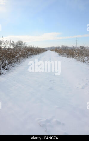 Schneebedeckten wilden Sumpf mit viel Gelb Schilf, mit einer Schicht von Schnee bedeckt. Winterlandschaft in Marschland. Stockfoto