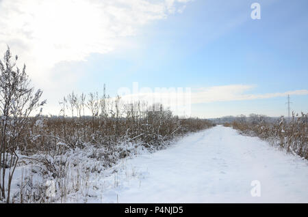 Schneebedeckten wilden Sumpf mit viel Gelb Schilf, mit einer Schicht von Schnee bedeckt. Winterlandschaft in Marschland. Stockfoto