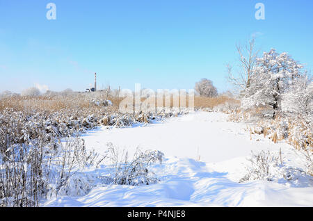 Schneebedeckten wilden Sumpf mit viel Gelb Schilf, mit einer Schicht von Schnee bedeckt. Winterlandschaft in Marschland. Stockfoto