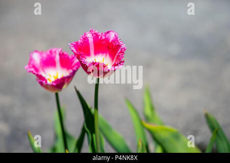 Rosa Tulpen im Morgenlicht. Sehr schöne Tulpen in voller Blüte und Duft Feder Stockfoto