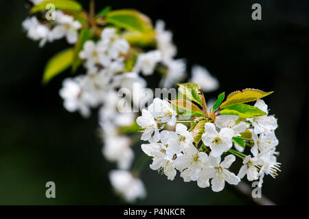 Blühende Mirabelle. Blühende mirabelle Zweige im Frühjahr. Mirabelle Blumen im Frühling. Stockfoto
