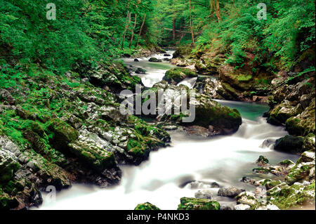 Wunderbare Schlucht Vintgar Canyon bei curlicue Fluss und schöne Farben des Sommers und in Slowenien, Europa in der Nähe der See von Bled Stockfoto