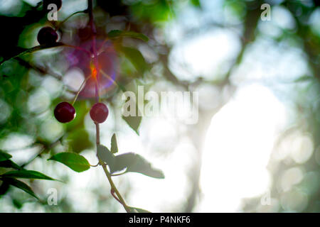 Rote reife Kirschen hängen auf der Cherry Tree bereit abgeholt zu werden. Cherry Ernte aus dem Garten. Wachstum und den Erhalt der eigenen Früchte. Horizontale schoß, c Stockfoto