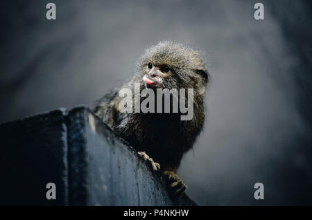 Der Affe zeigt die Zunge. Affe auf eine Black Box. Stockfoto