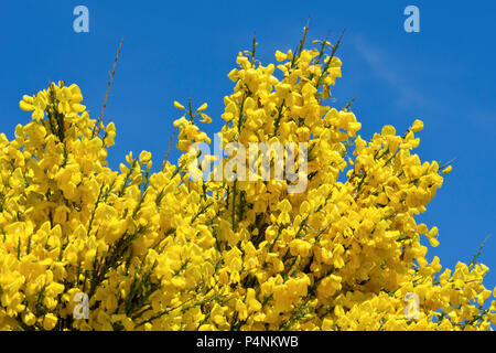 Ginster (cytisus Scoparius), in voller Blüte gegen einen klaren blauen Himmel. Stockfoto