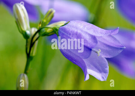 Harebell oder Schottische Glockenblumen (Campanula rotundifolia), Nahaufnahme, wie eine einzelne Blume mit Knospen. Stockfoto