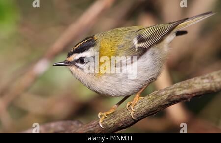 Firecrest auf Zweig Stockfoto