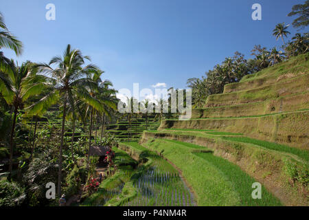 Luftaufnahme von Tegalalang Reis Terrasse in Ubud, Bali, Indonesien Stockfoto